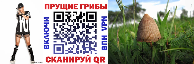 Купить где Сычёвка Псилоцибиновые грибы Psilocybine cubensis